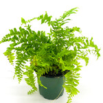 Fern, Boston 4 in