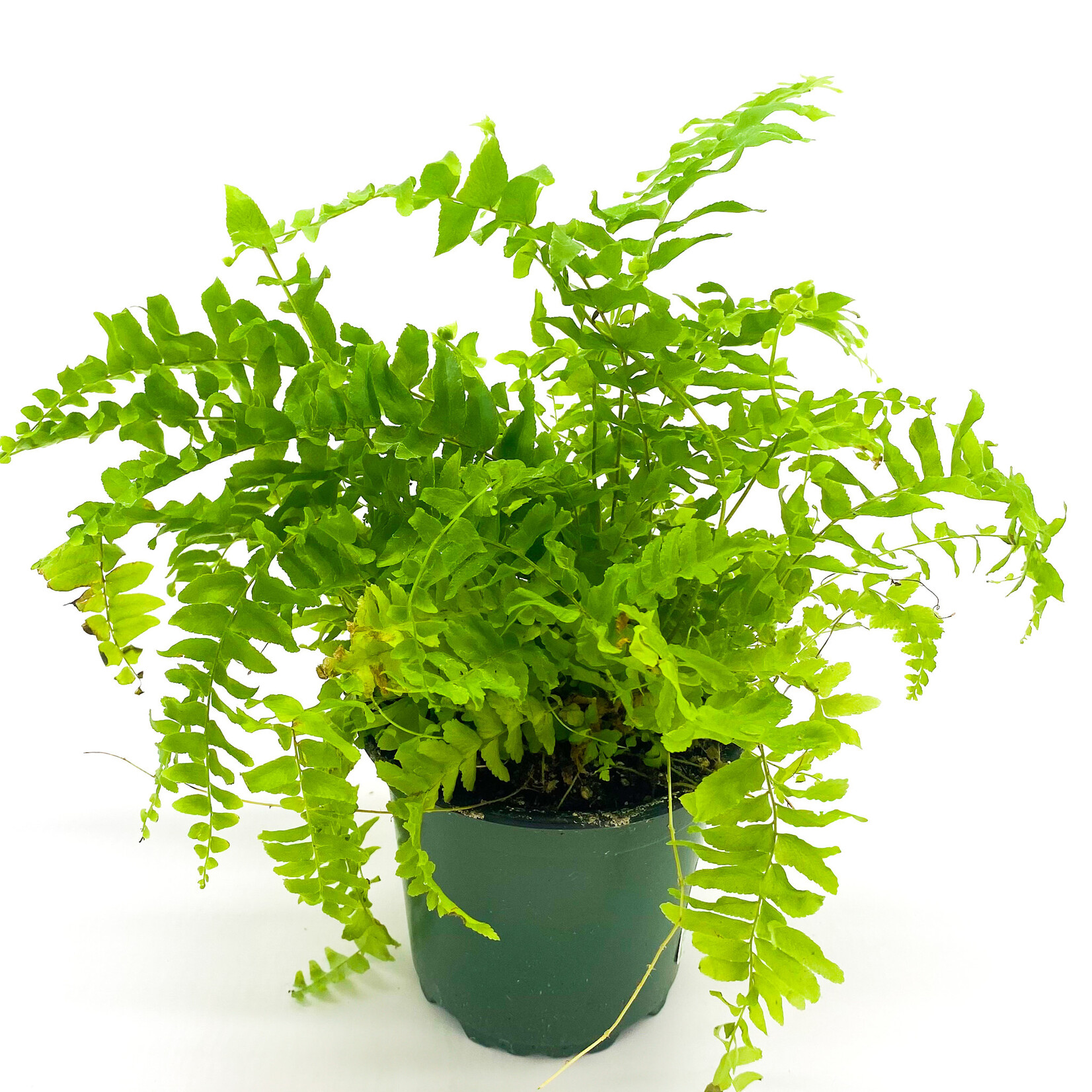 Fern, Boston 4 in