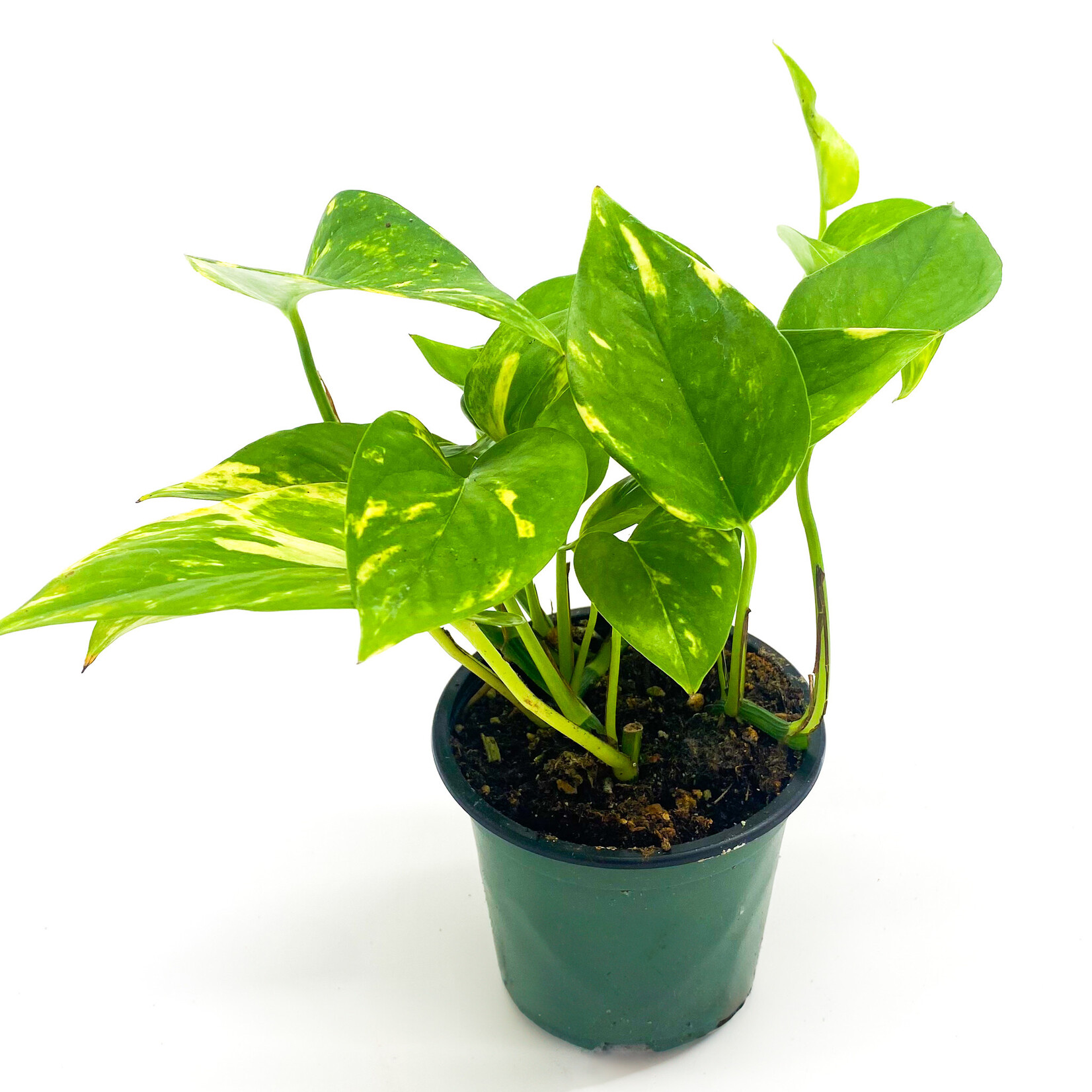 Pothos, Golden 4 in