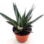 Haworthia, 2 in