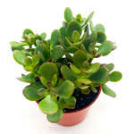 Jade Plant