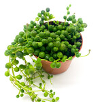 String of Pearls 3 in