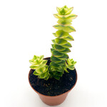 Crassula, Variegated 3 in