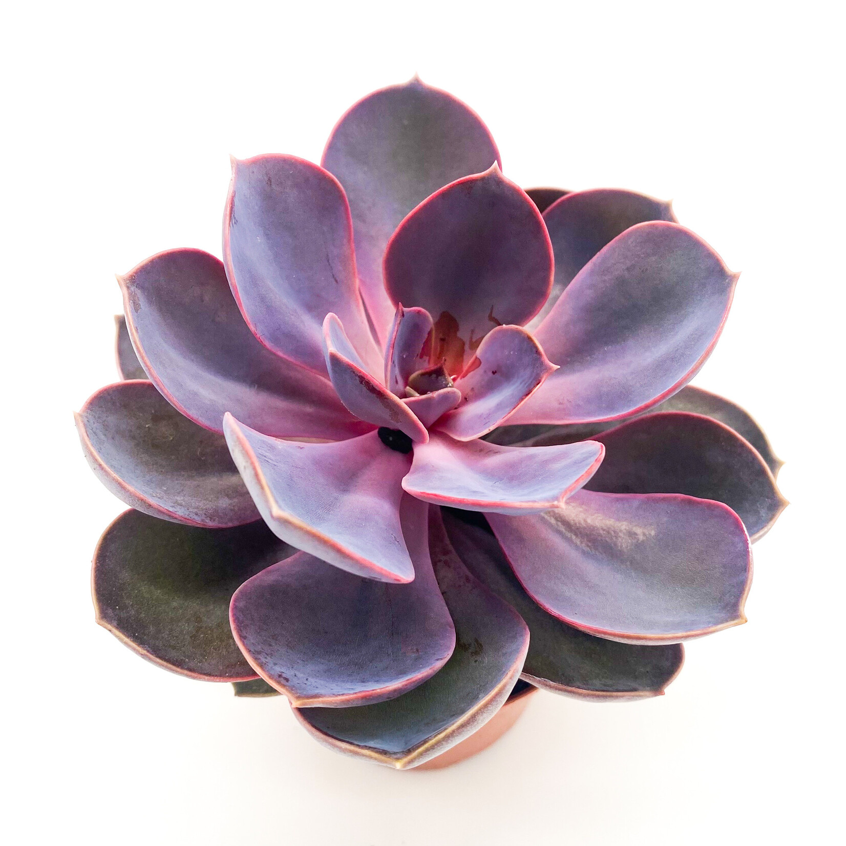 Echeveria, Purple Pearl 3 in
