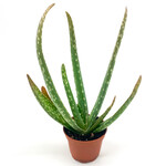 Aloe Vera, 2 in