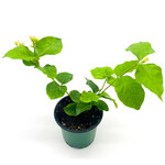 Jasmine 4 in