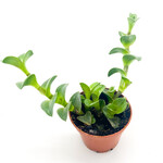 Navicularis, Chain Plant 3 in