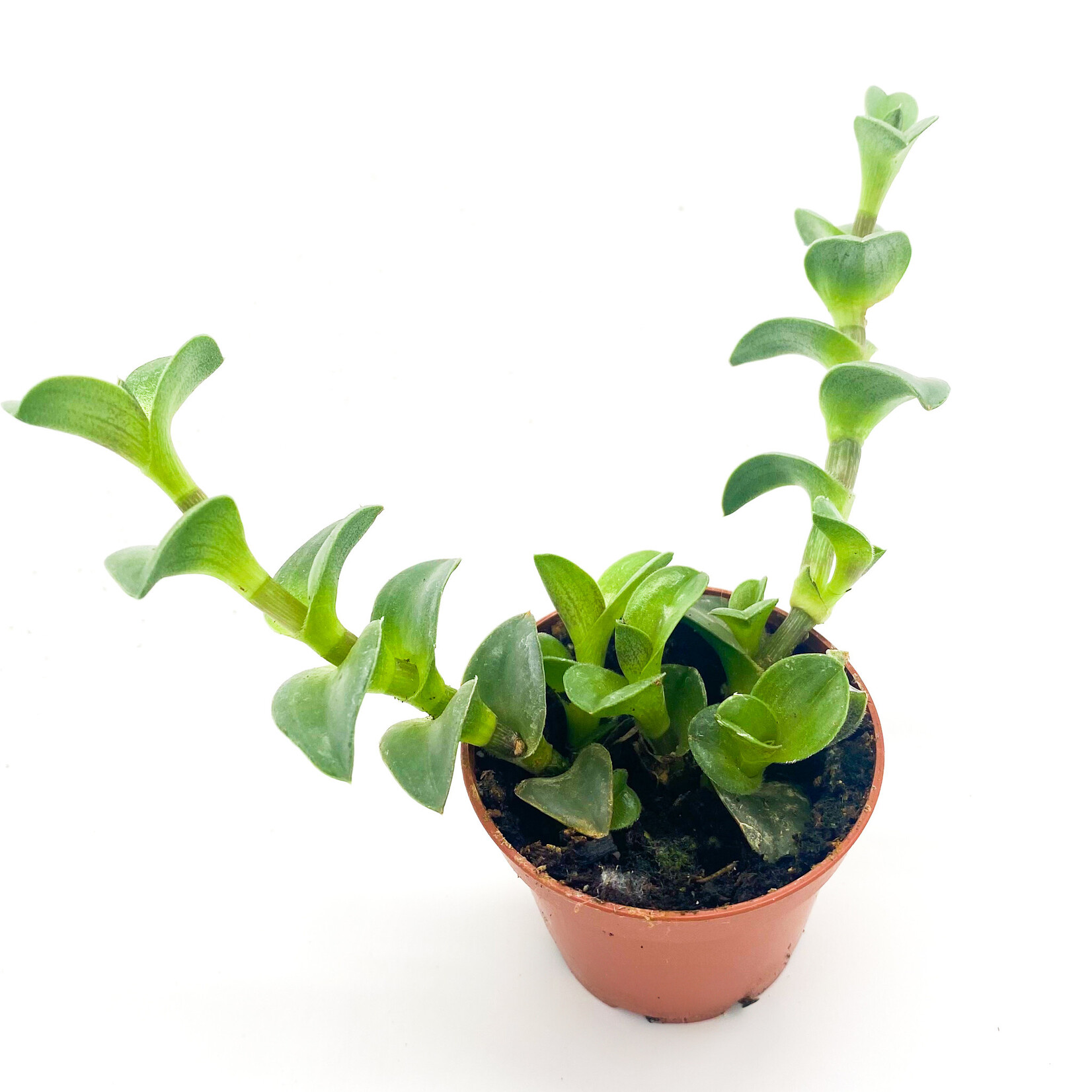 Navicularis, Chain Plant 3 in