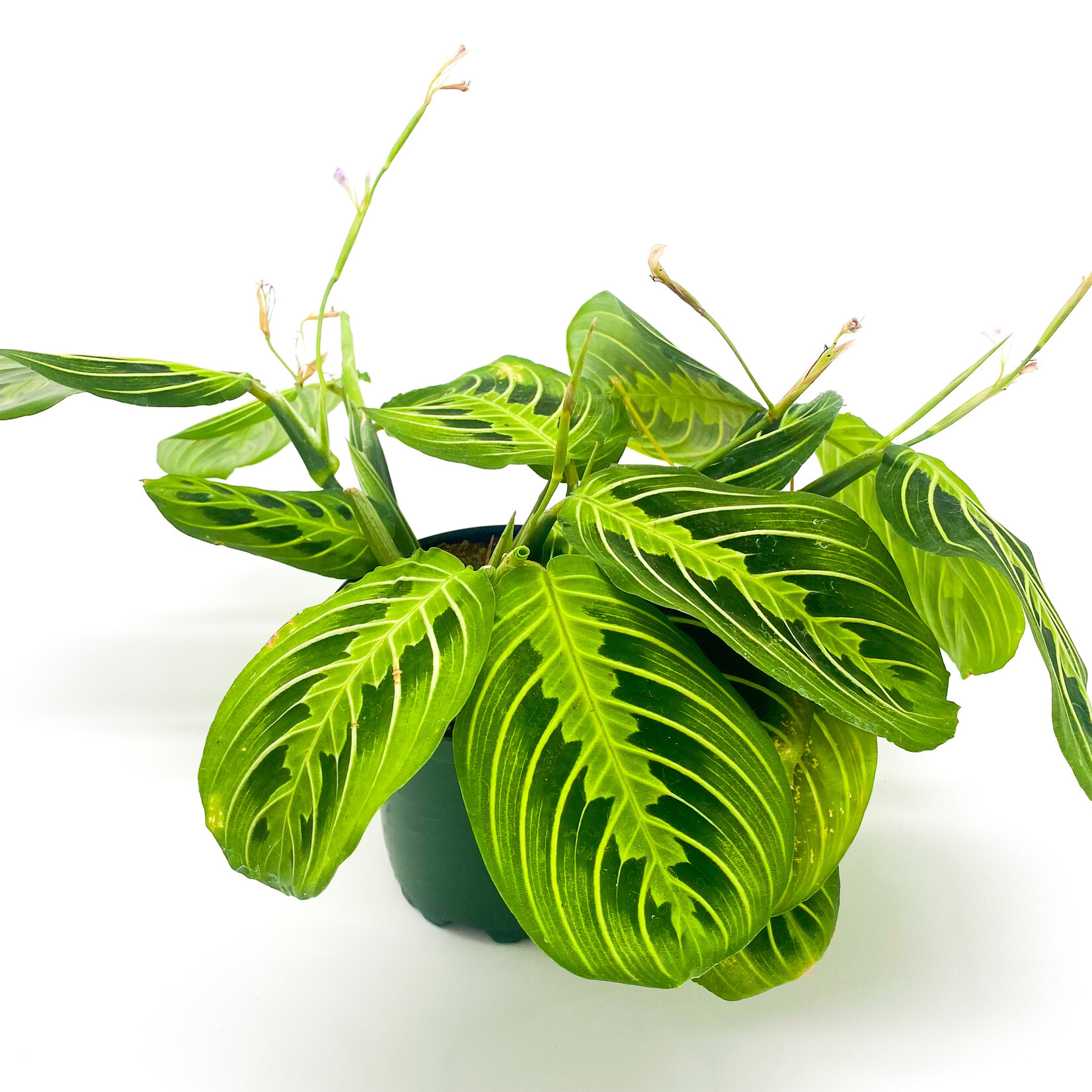 Prayer Plant, Maranta Lemon 4 in
