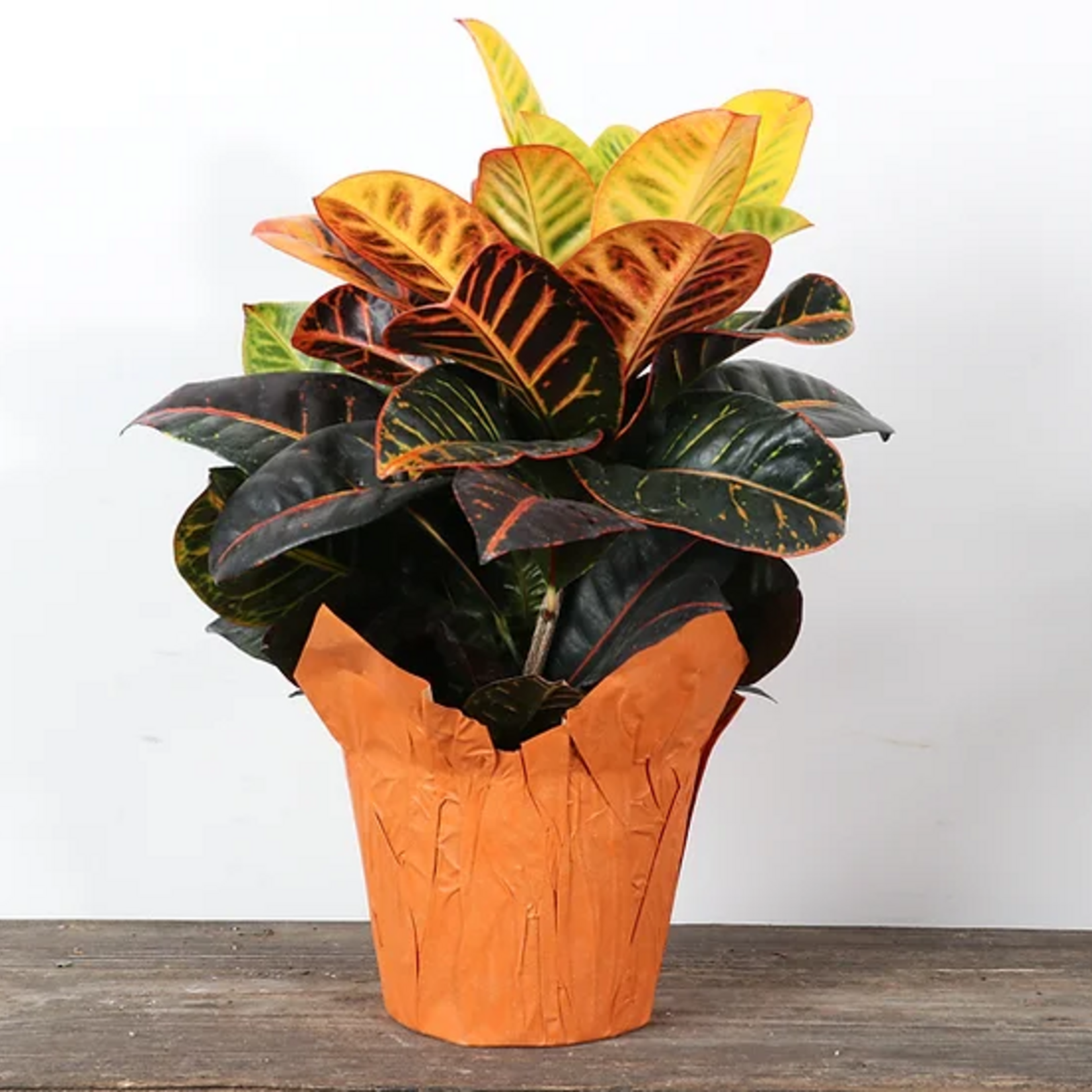 Croton, Petra 6 in