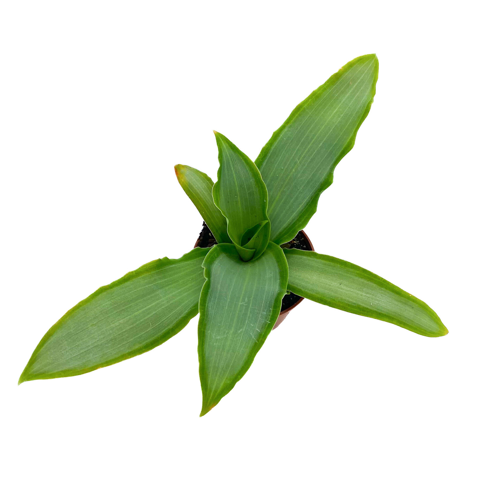 Tradescantia, Silver 2.25 in