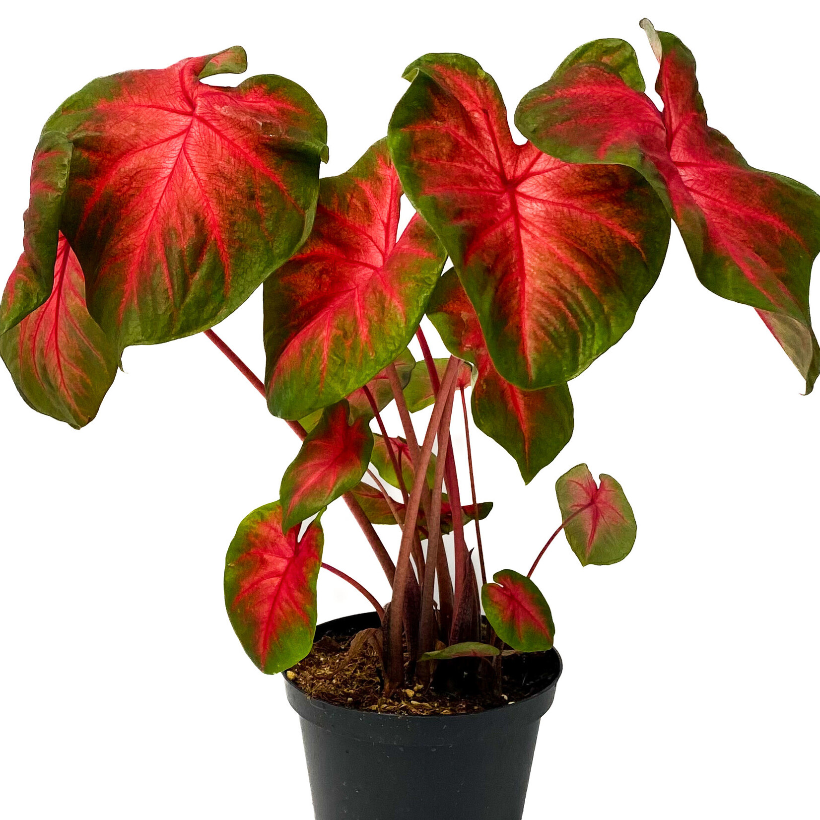 Caladium, 6 in