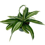 Dracaena, Warneckii Jade Jewell 4 in
