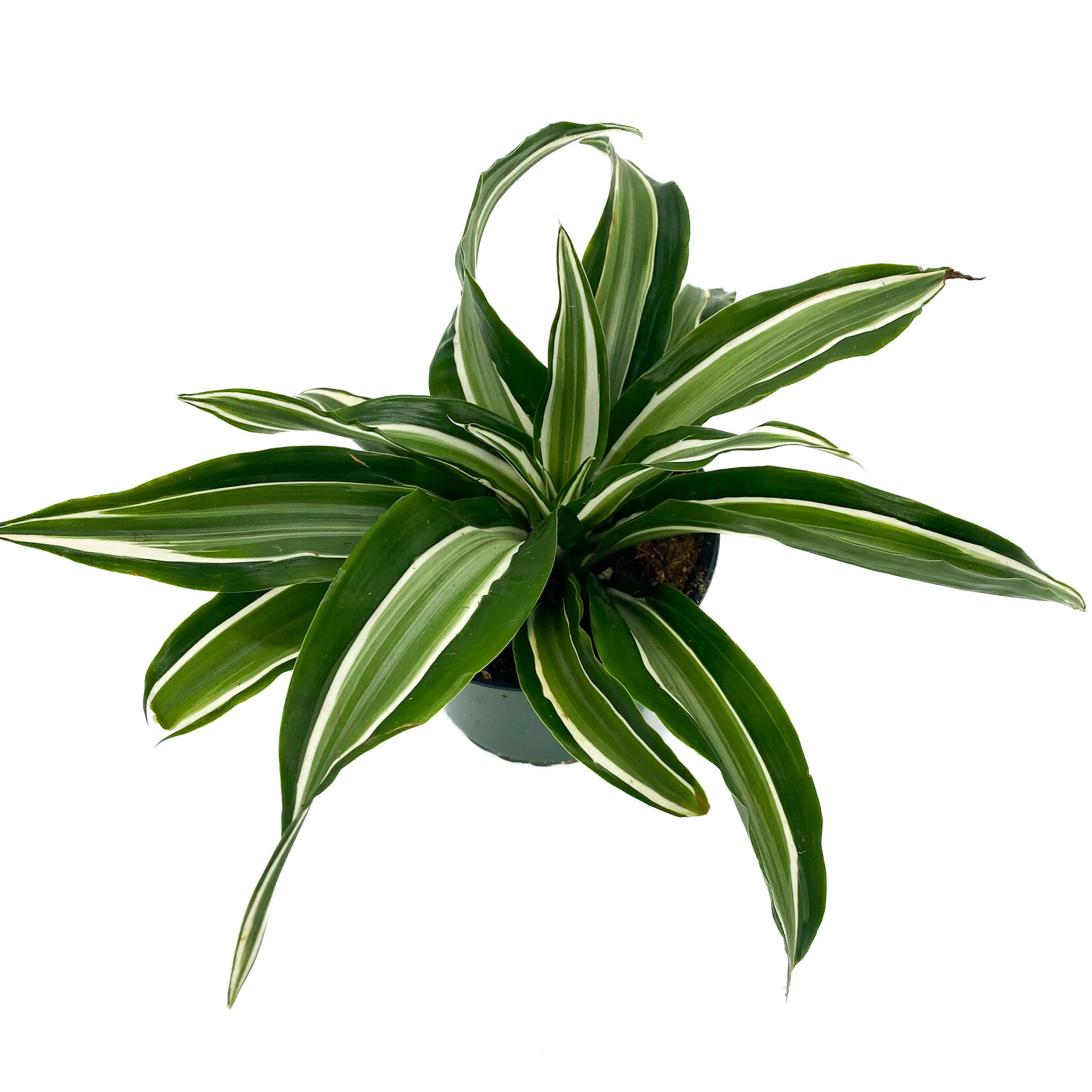 Dracaena, Warneckii Jade Jewell 4 in