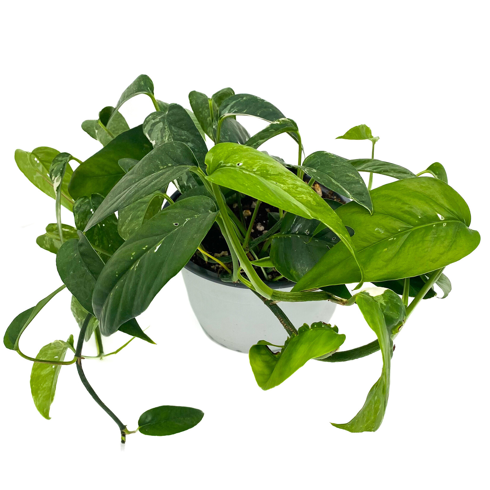Epipremnum Albo, Variegated Monstera 6 in HB