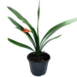Clivia, 6 in