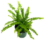 Fern, Lemon Button 3 in