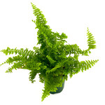 Fern, Fluffy Ruffles 3 in