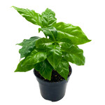 Coffee Plant, 4 in