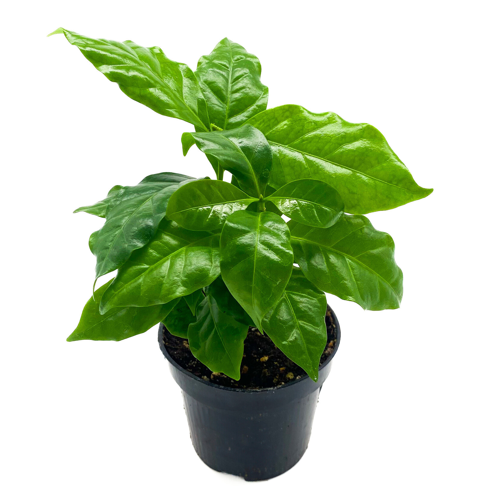 Coffee Plant, 4 in
