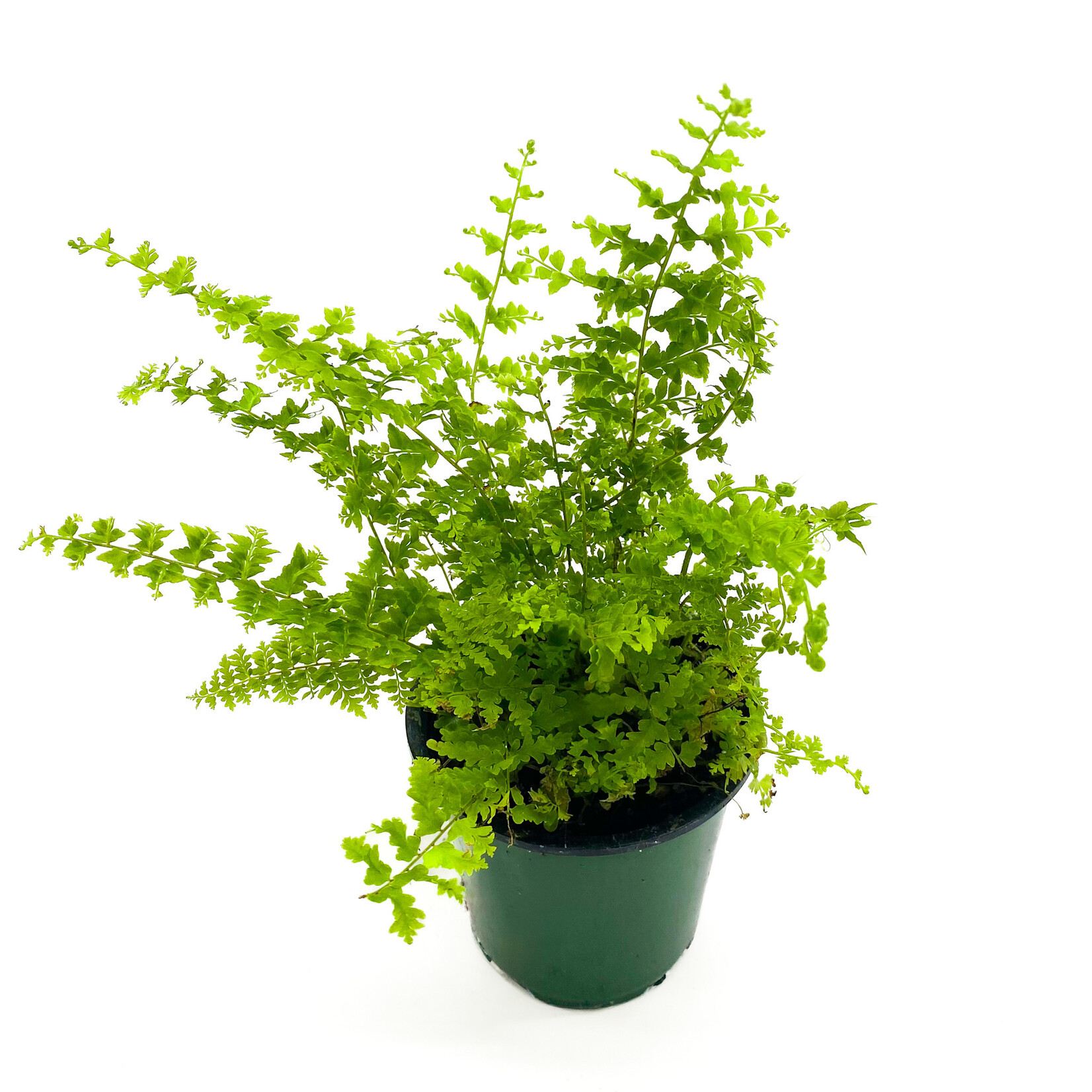 Fern, Green Fantasy 3 in