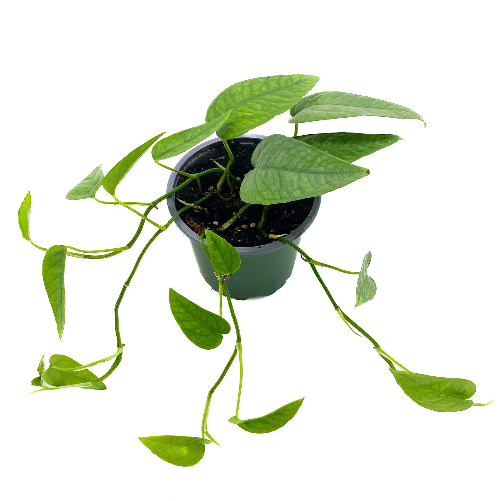 Pothos, Cebu Blue 4 in