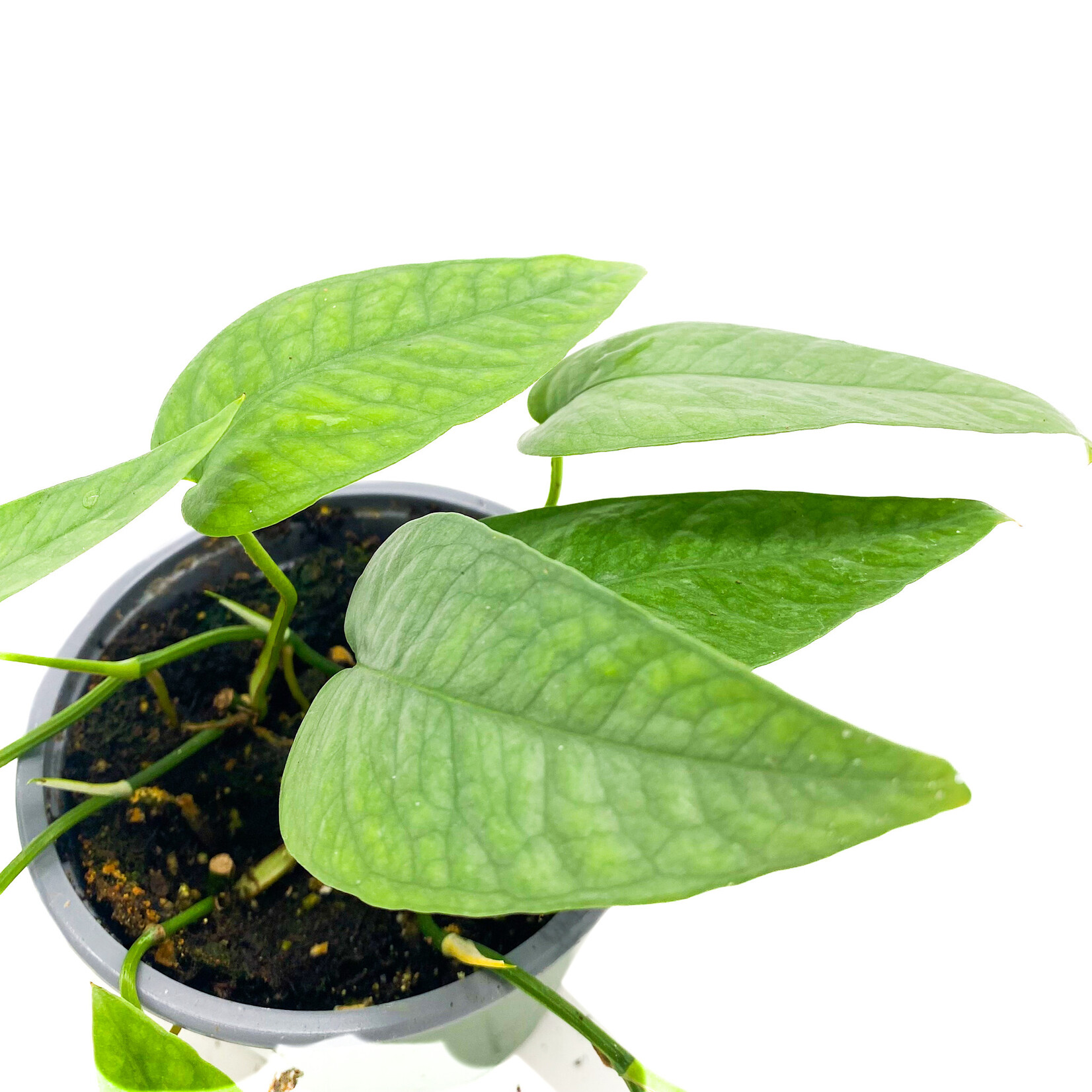 Pothos, Cebu Blue 4 in