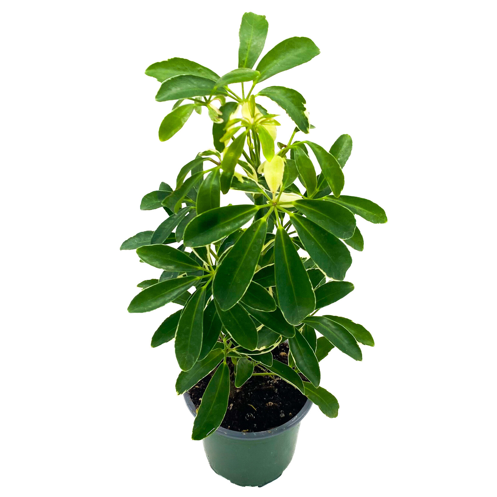 Schefflera, Moonlight 4 in