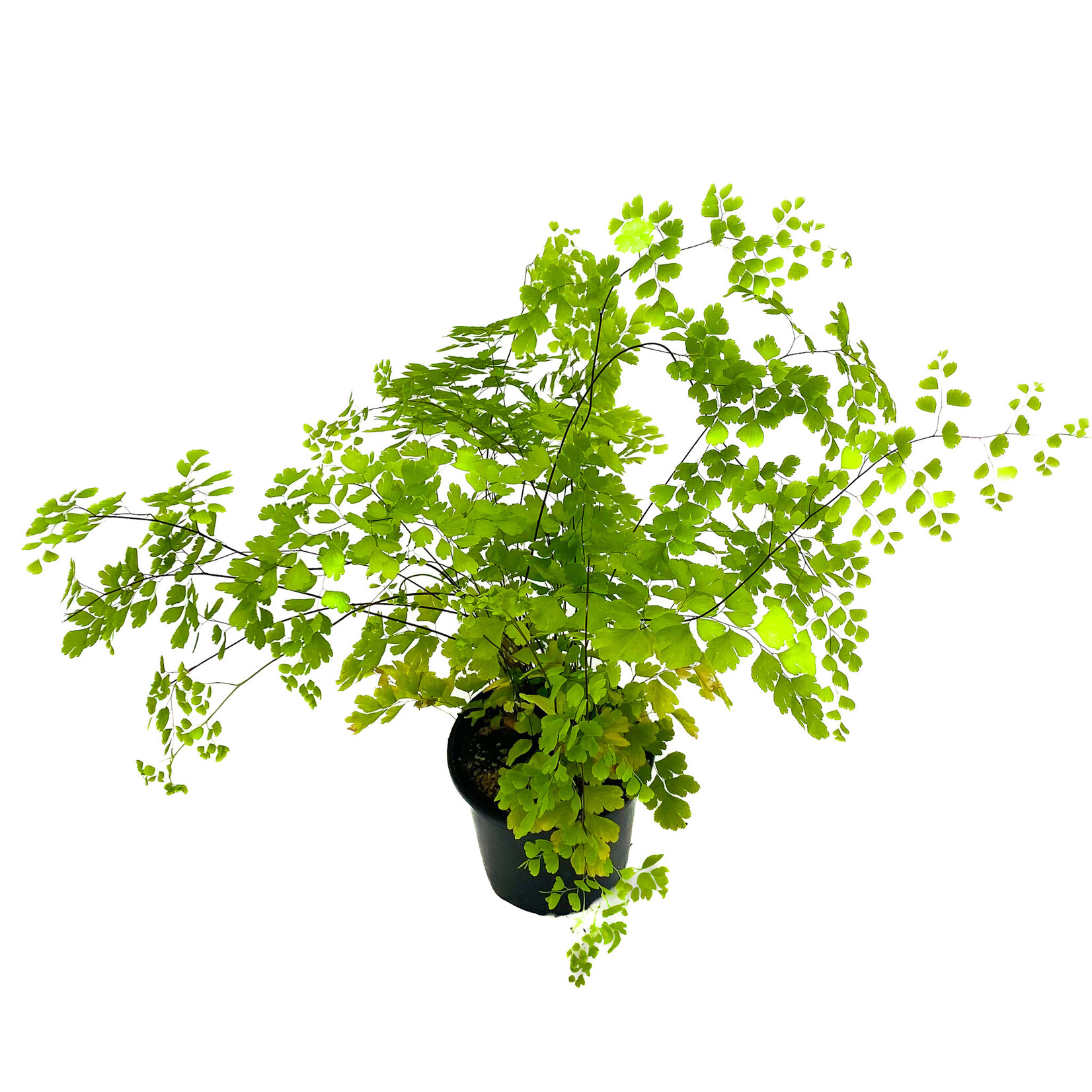 Fern, Maidenhair Fragrans 4 in