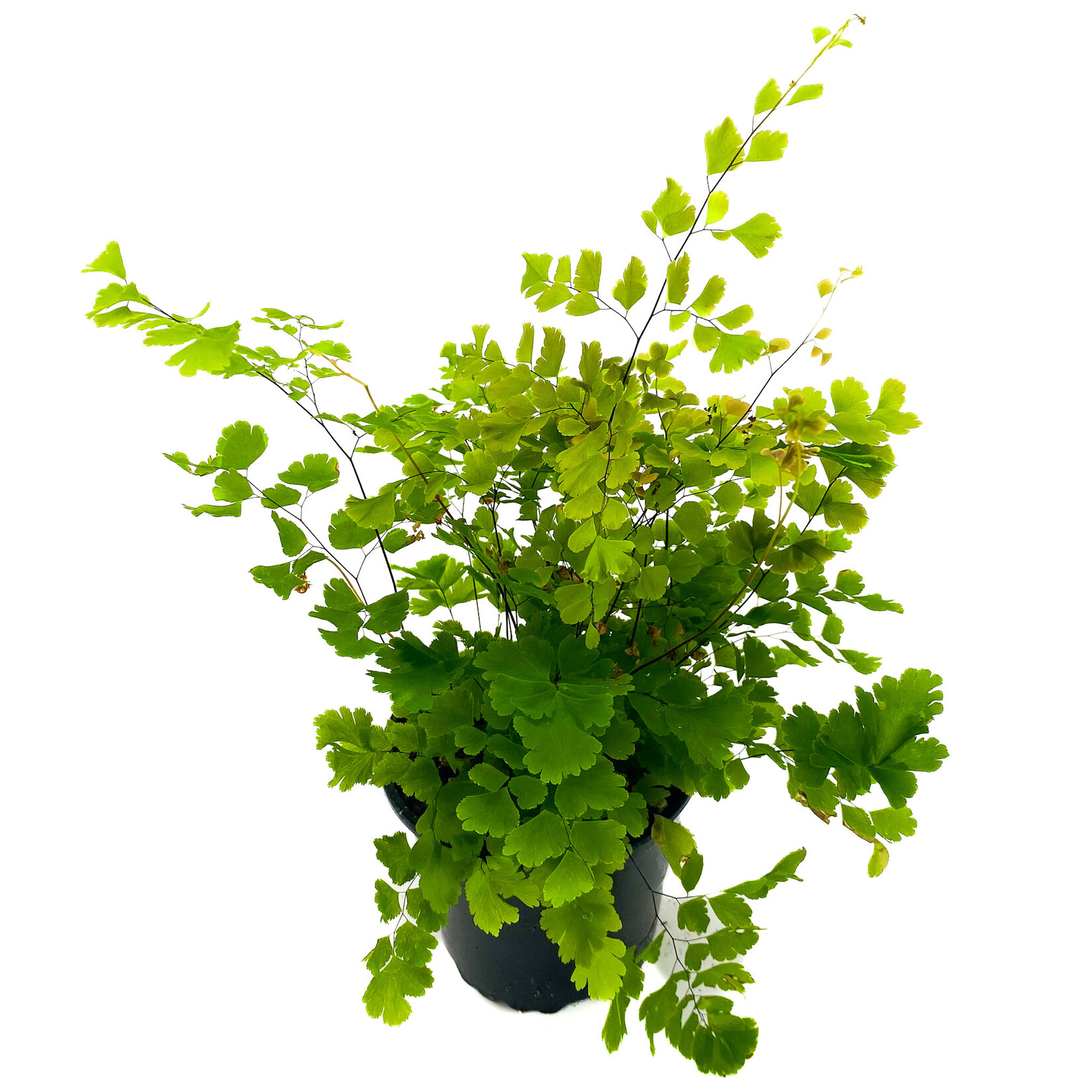 Maidenhair, Scutum Roseum 4 in