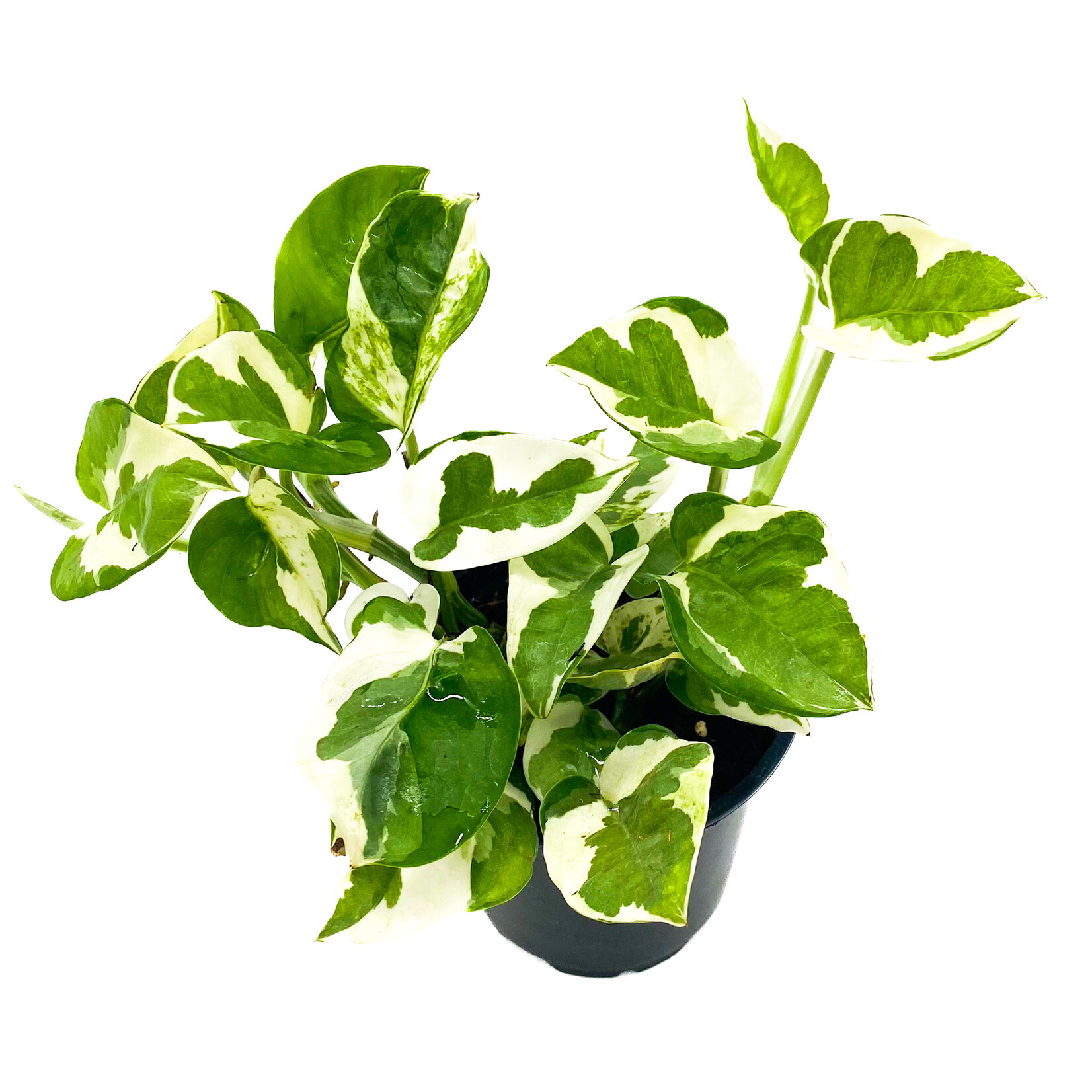 Pothos, Pearl & Jade 4 in