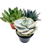 Succulent, Asst 2.5 in
