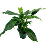 Peace Lily 4 in