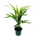 Palm, Areca 4 in