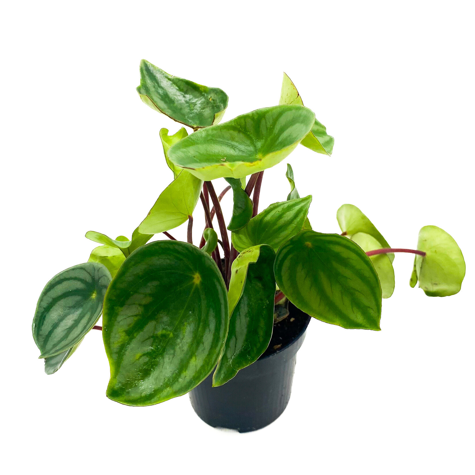 Peperomia, Watermelon 4 in