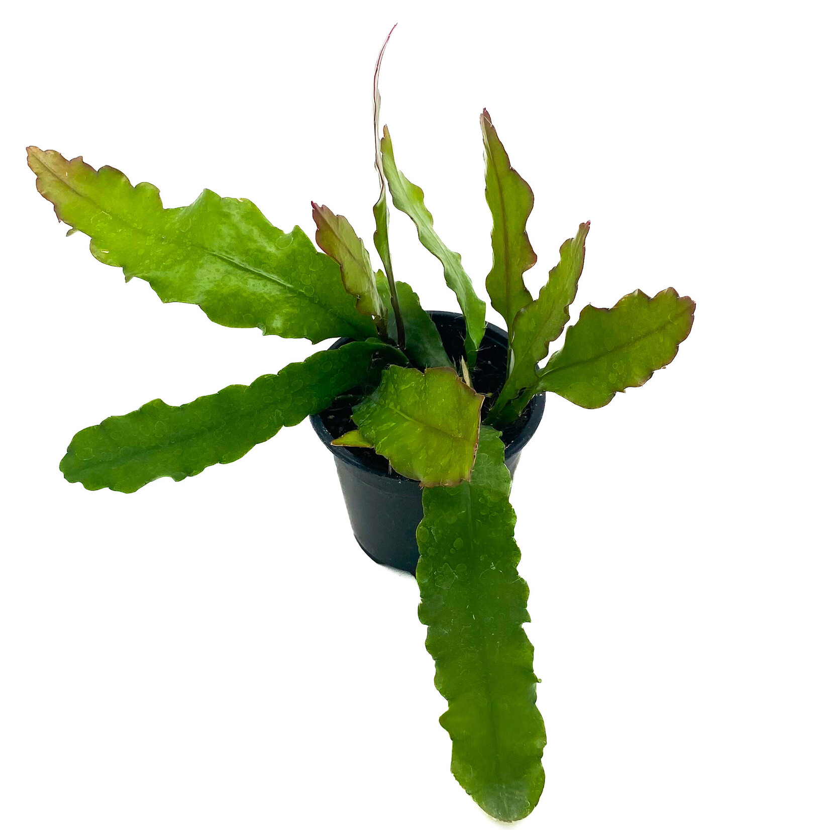 Cactus, Fishbone Fire 4 in