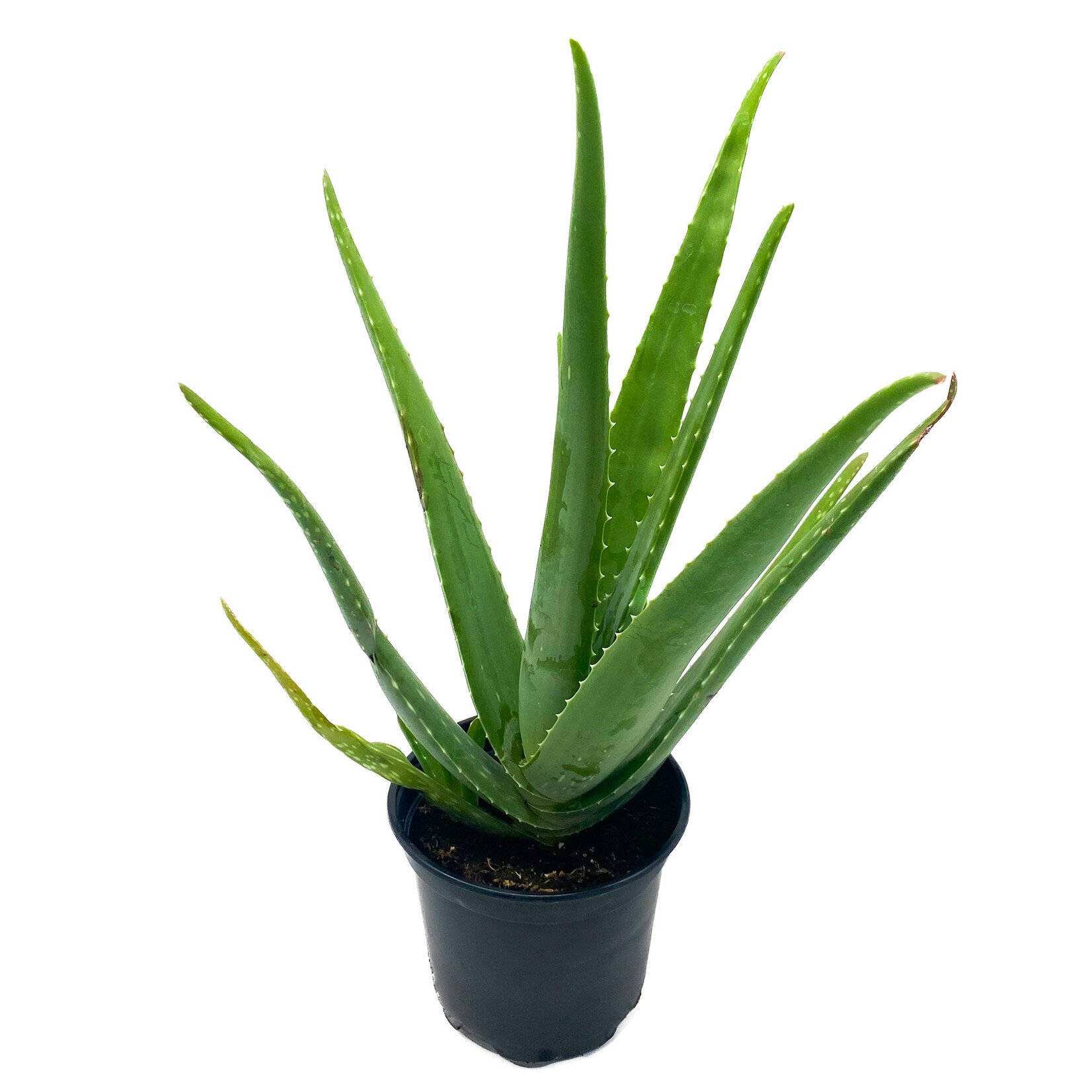 Aloe Vera, 6 in