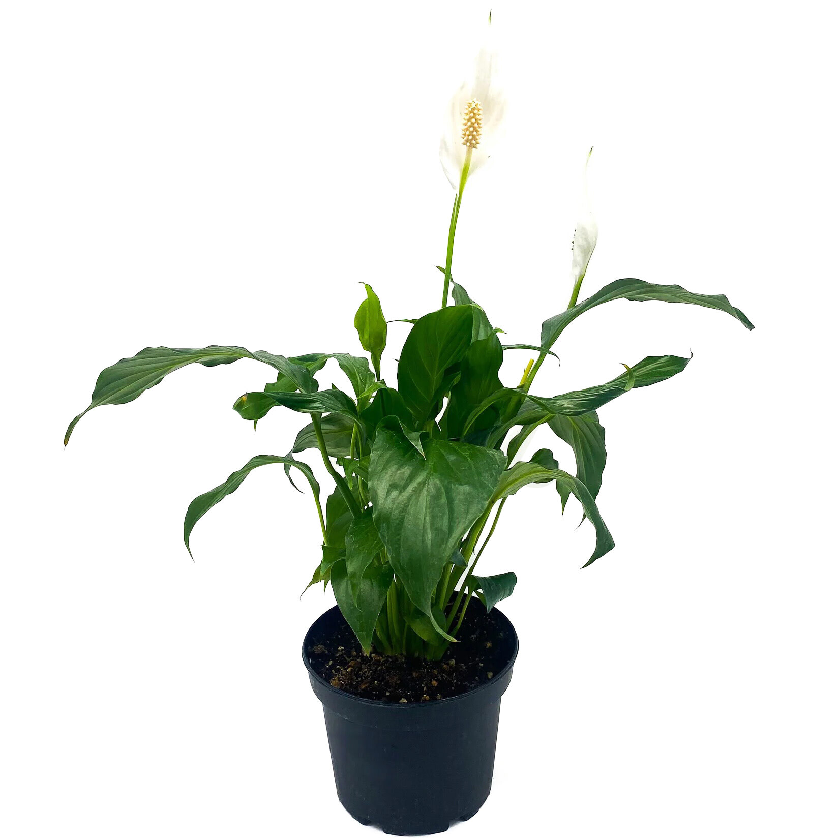 Peace Lily, 6 in