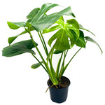 Philodendron, Monstera 6 in