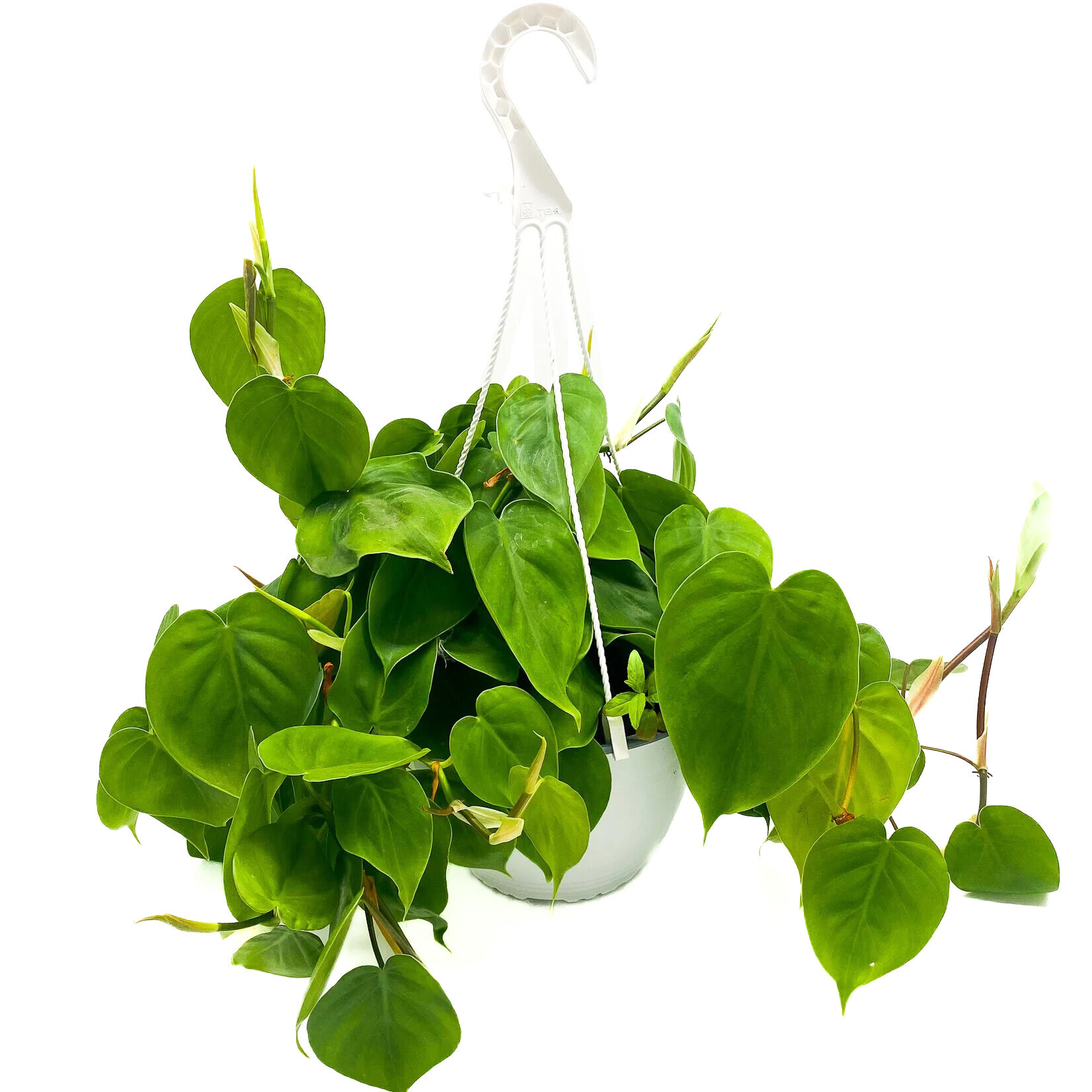 Philodendron, Cordatum Lime 6 in HB