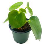 Peperomia, Raindrop 4 in