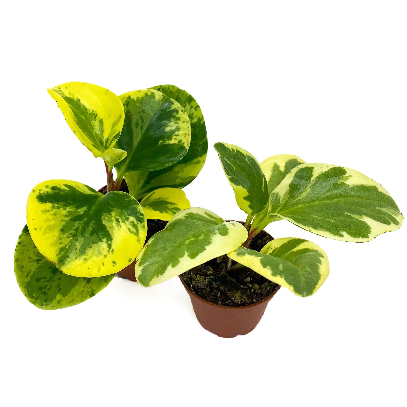Peperomia, Pepperface Marble 2.25 in