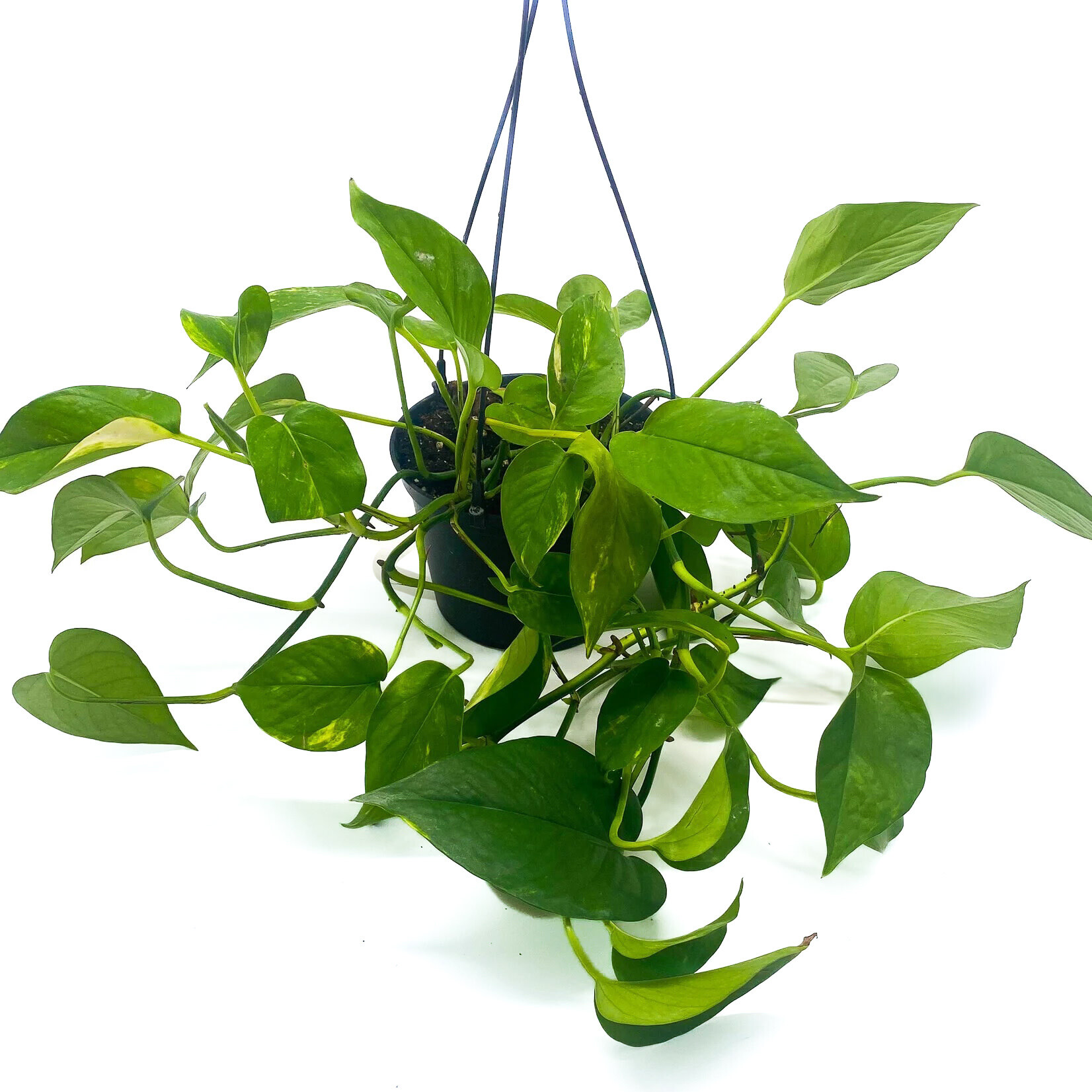 Pothos, Golden 6 in