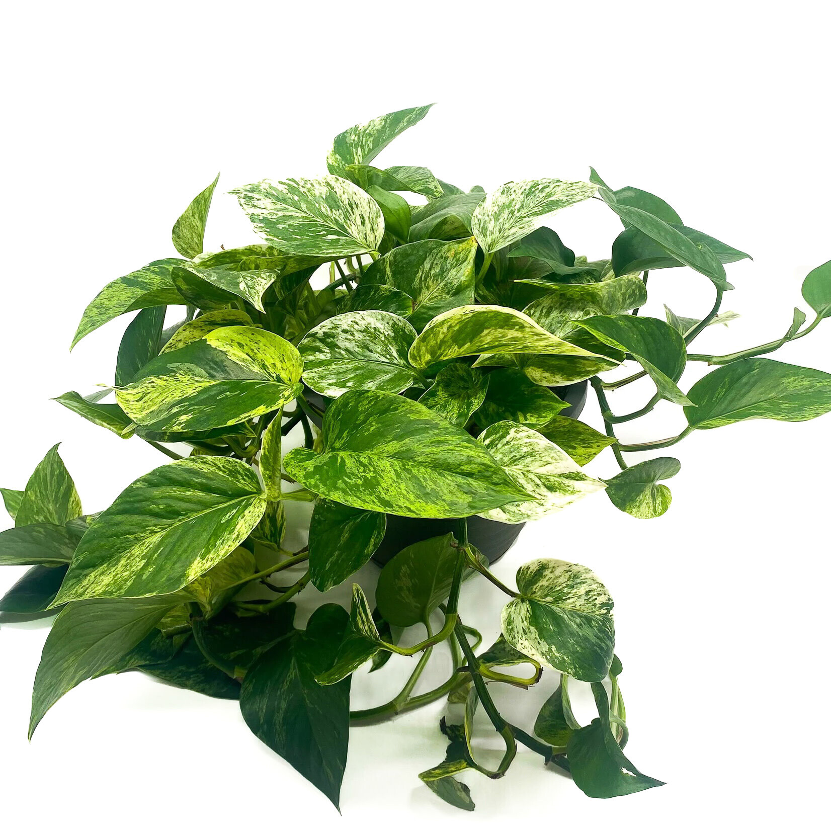 Pothos, Marble Queen