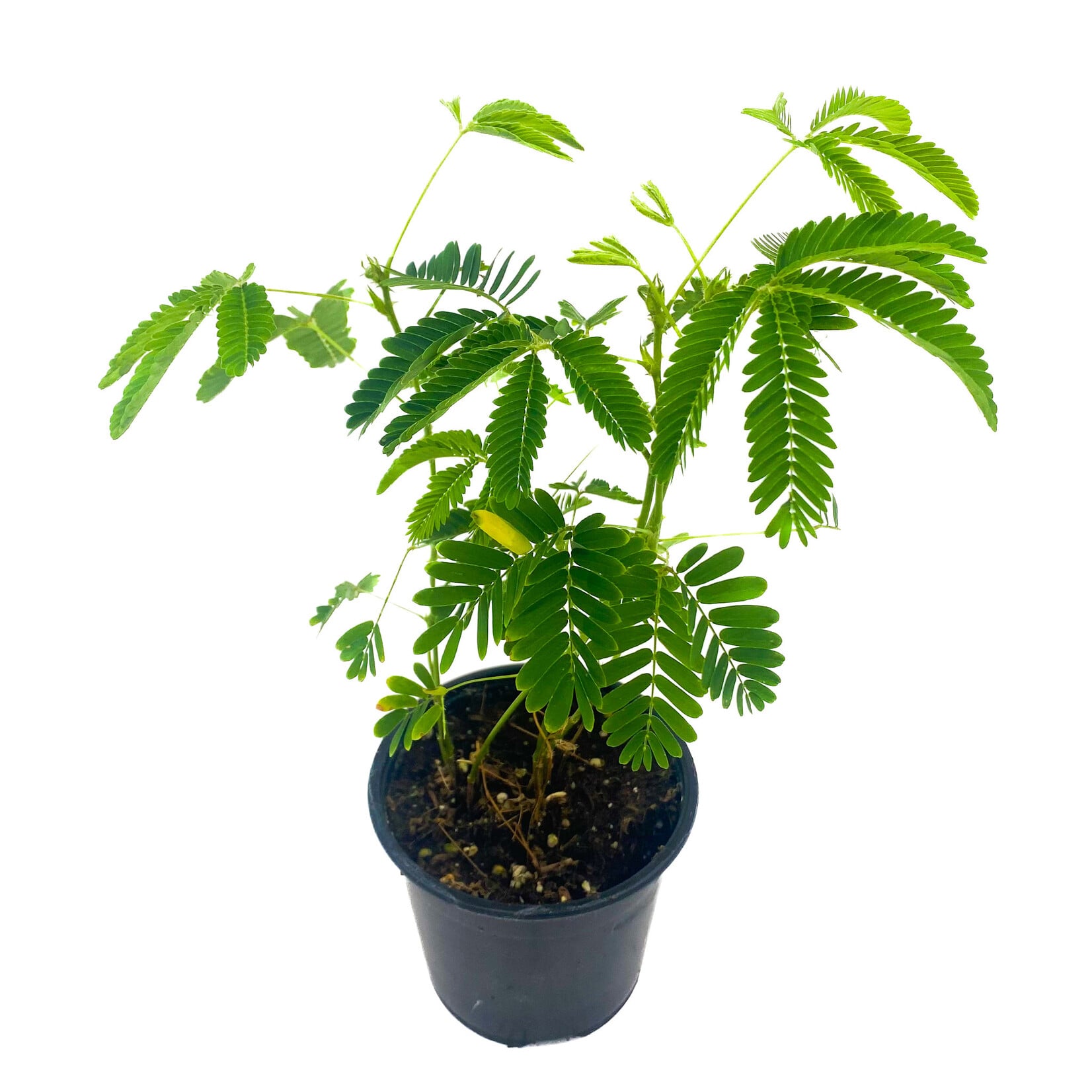 Sensitive Plant 4 in