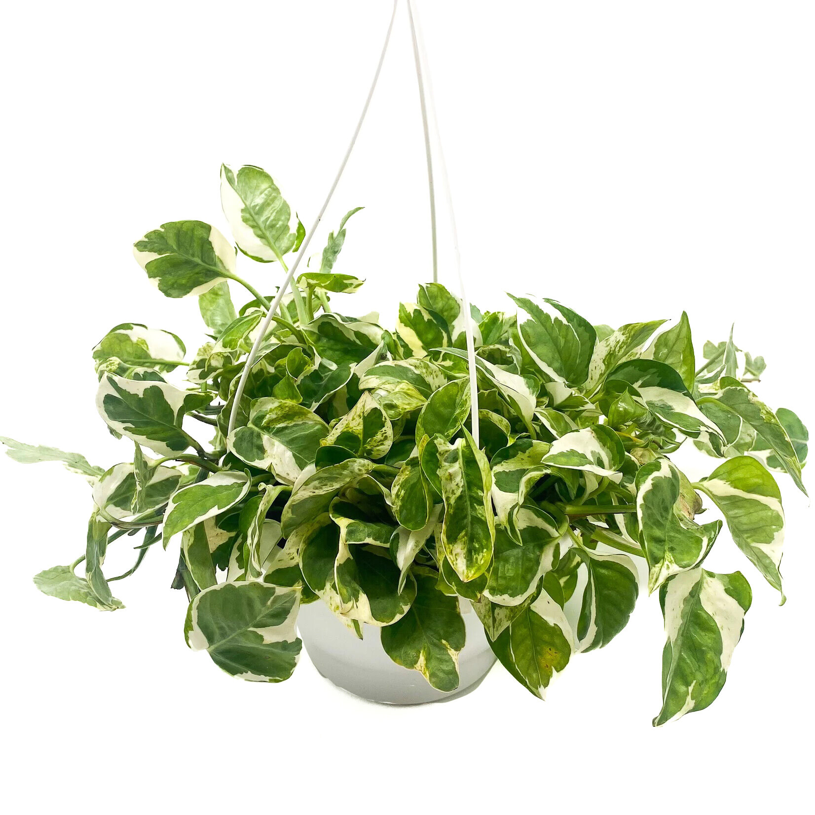 Pothos, Pearl & Jade 7.5 in HB