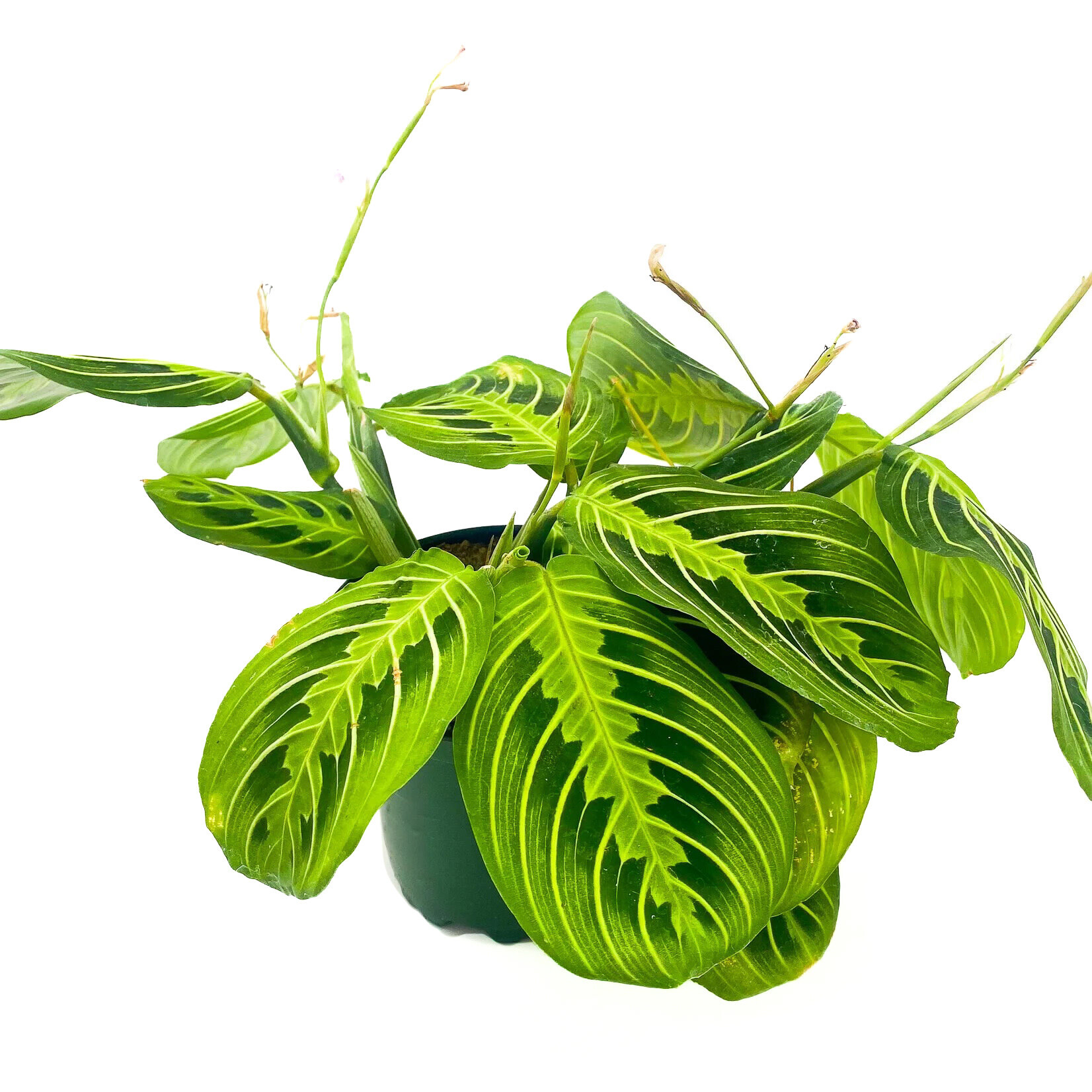 Prayer Plant, Maranta Lemon 4 in