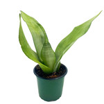 Sansevieria, Moonshine 4 in