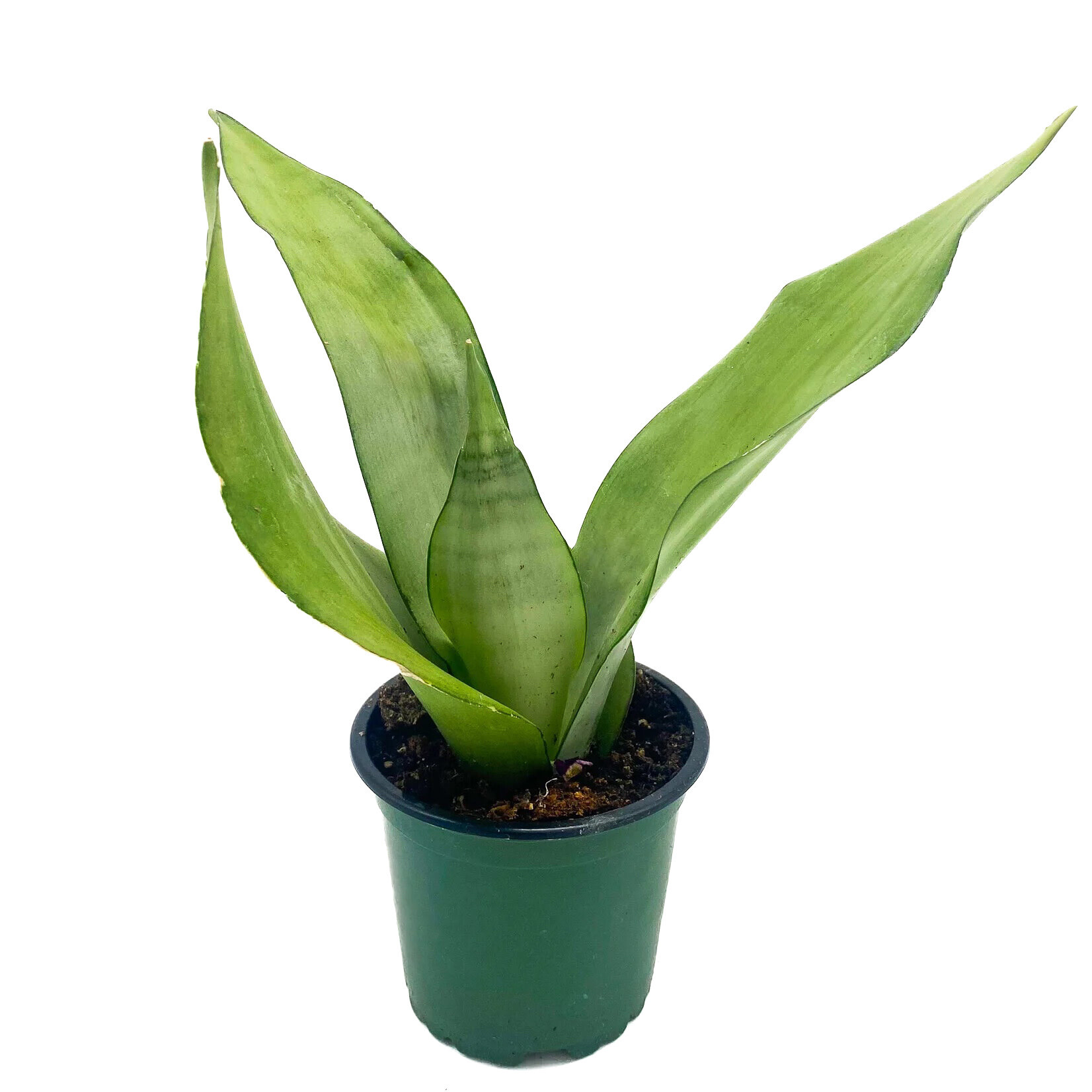 Sansevieria, Moonshine 4 in