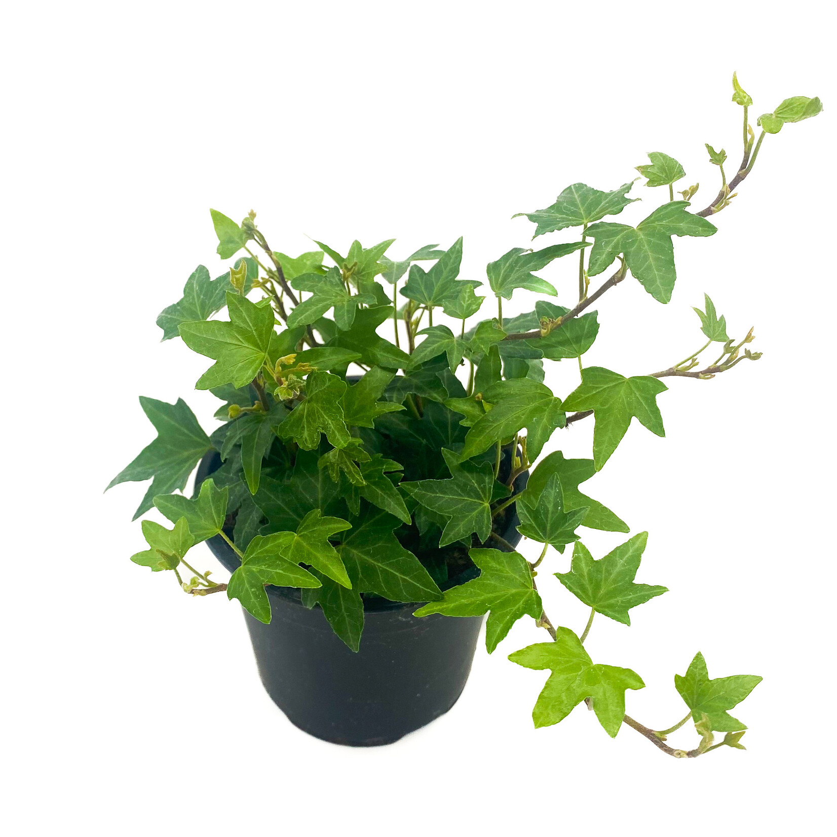Ivy, Green 4 in